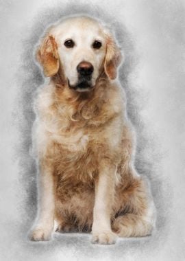 Golden Retriever 6 years o