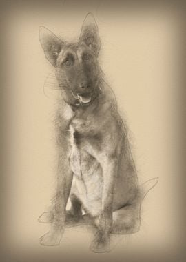 Belgian Shepherd Dog 8 mon