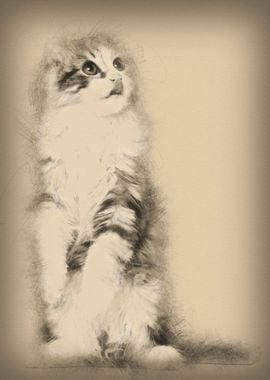 American Curl kitten 3 mon