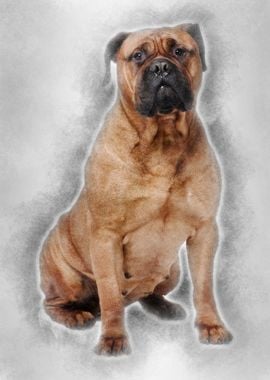 Bullmastiff dog 4 years ol