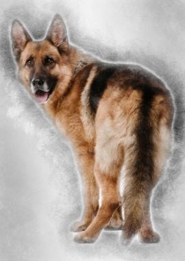 German Shepherd 5 years ol