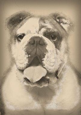 English Bulldog 6 years ol