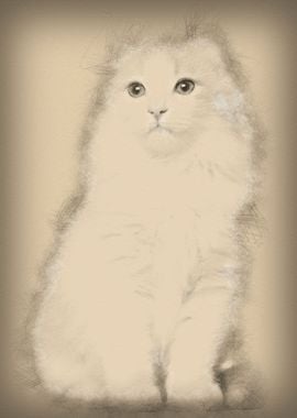 American Curl kitten 3 mon