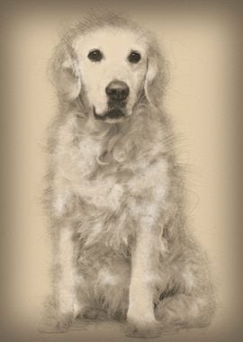 Golden Retriever 6 years o