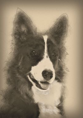 Border Collie 1 year old p