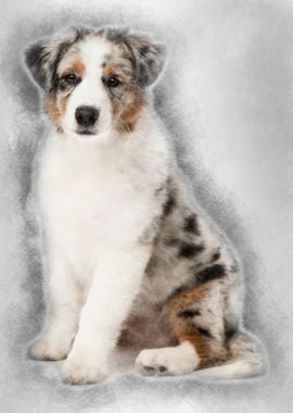 Australian Shepherd puppy