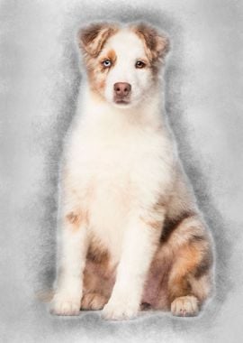 Australian Shepherd puppy