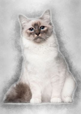 Birman cat 9 months old si