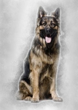 German Shepherd dog 1 yea