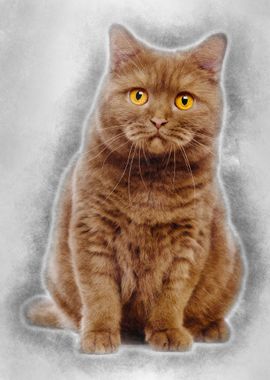 British Shorthair 20 month