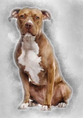 American Staffordshire Ter