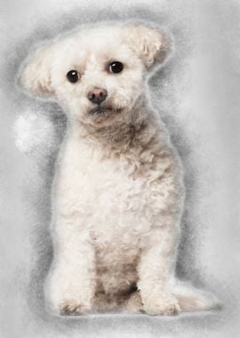 Bichon Fris 7 years old si