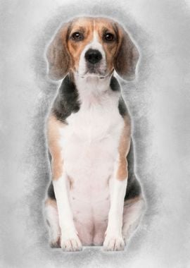 Beagle 2 years old sitting