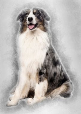 Australian Shepherd sittin