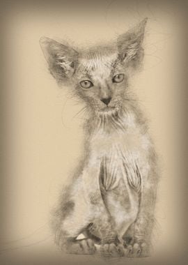 Kitten Lykoi cat 7 weeks o