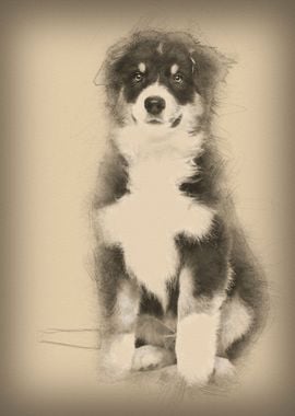 Australian Shepherd 3 mont