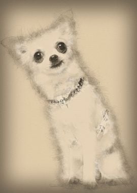 Chihuahua 1 year old weari