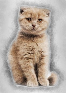 Portrait of Scottish Fold 