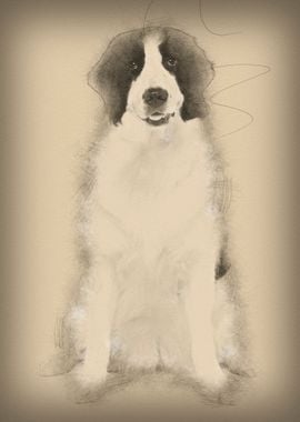 Black and white Landseer d