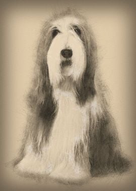 Bearded Collie 4 years old