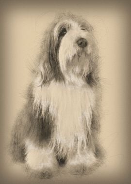 Bearded Collie 3 Years Old