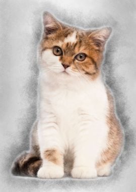 British Shorthair kitten 3