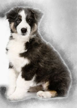 Australian Shepherd puppy