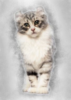 American Curl kitten 3 mon