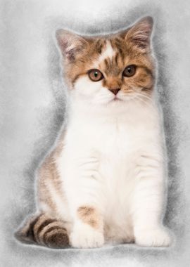 British Shorthair kitten 3