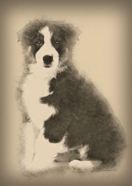 Australian Shepherd puppy