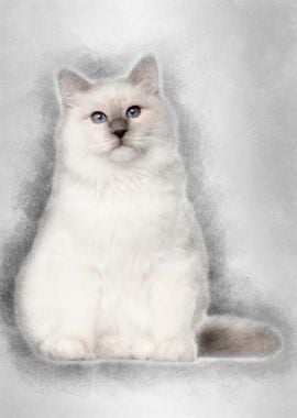 Portrait of Birman cat 6 m