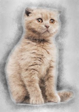 Scottish Fold Kitten sitti