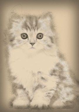 British Longhair kitten 2