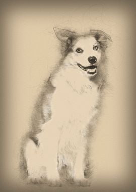 Border Collie sitting agai