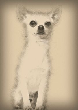 Chihuahua sitting against