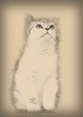 British Shorthair kitten 3