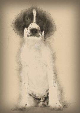 English Springer Spaniel s