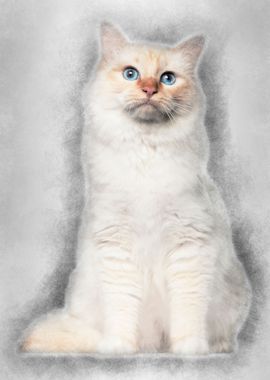 Portrait of Birman cat sit