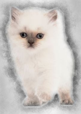 British Longhair Kitten 5 