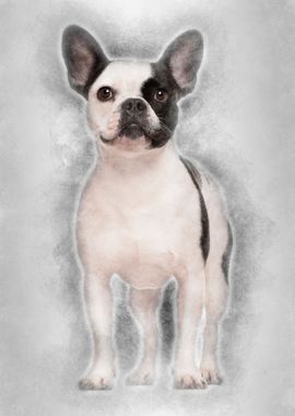 French Bulldog 3 years old