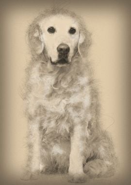 Golden Retriever 6 years o