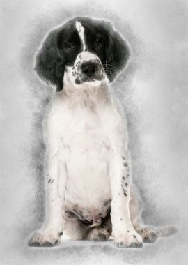 English Springer Spaniel s