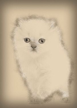 British Longhair Kitten 5