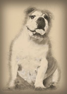 English Bulldog 6 years ol