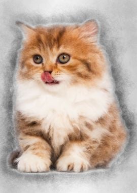 British Longhair kitten 2 