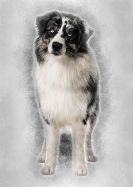 Australian Shepherd dog 14