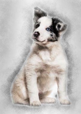 Border collie puppy 3 mont