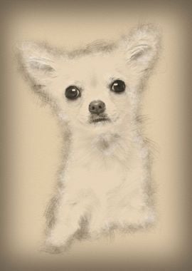 Chihuahua 4 months old loo