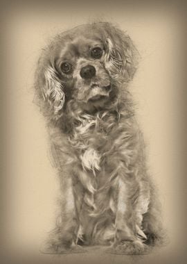 Cavalier King Charles dog