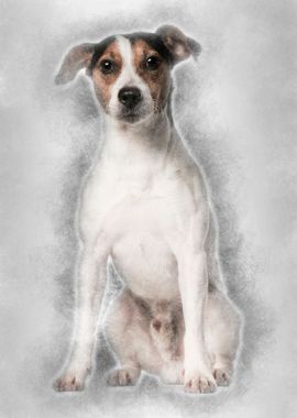 Jack Russell Terrier 4 yea